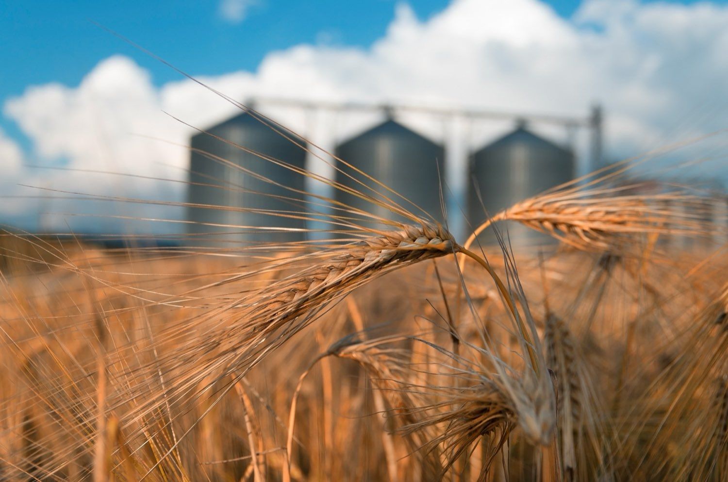 Steel grain bins behind a field of ripe wheat