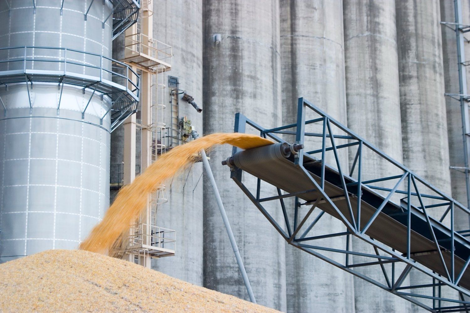 Grain pouring from a conveyor onto a pile at a commercial grain facility