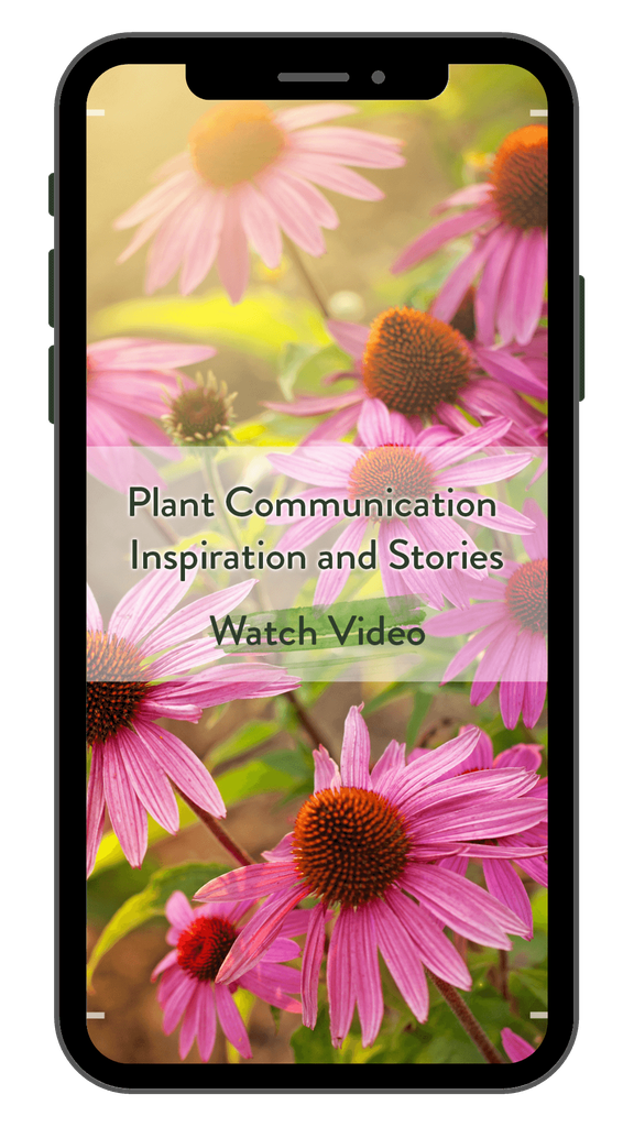 Plant Communication and Your Herbal Studies