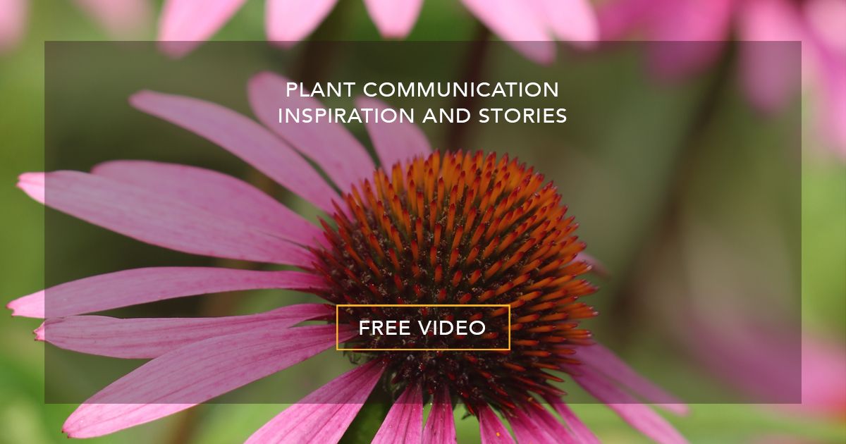 Plant Communication and Your Herbal Studies