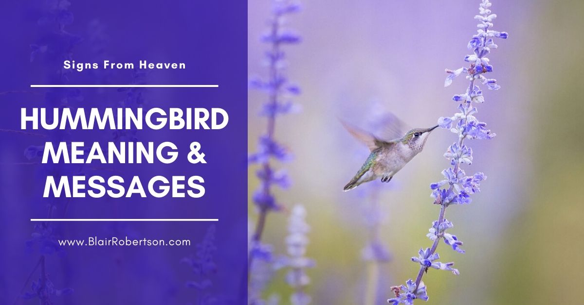 Hummingbird Meaning And Messages Signs From Heaven