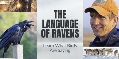 The Language of Ravens