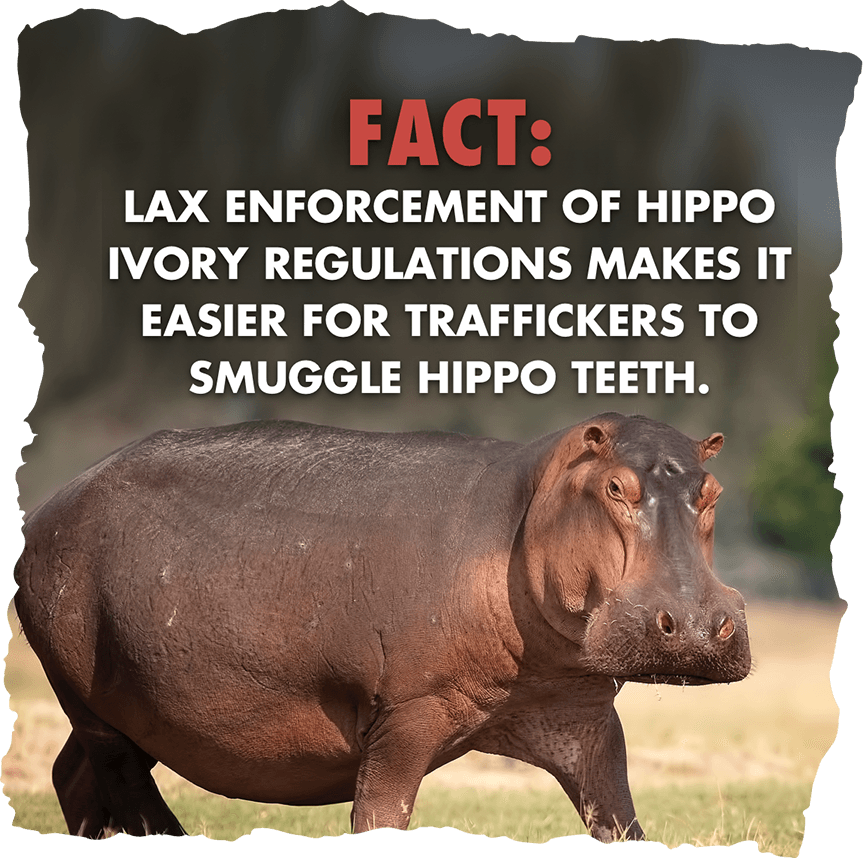 Fact: Lax enforcement of hippo ivory regulations makes it easier for traffickers to smuggle hippo teeth.