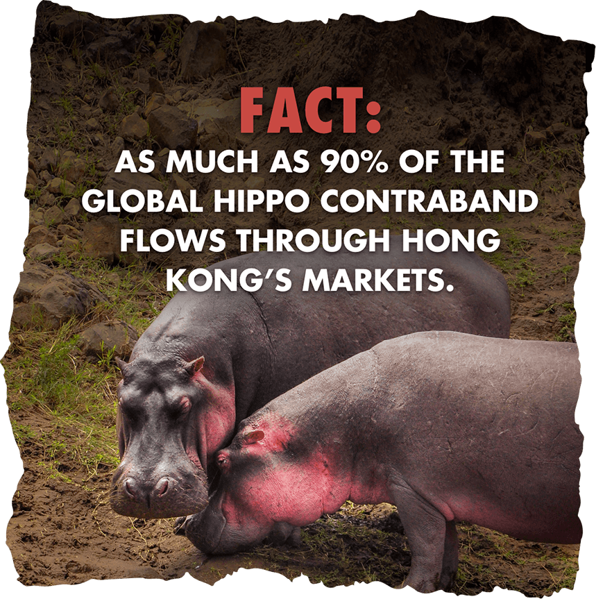 As much as 90% of the global hippo contraband flows through Hong Kong's markets.