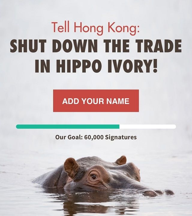 Tell Hong Kong: Shut down the trade in hippo ivory!